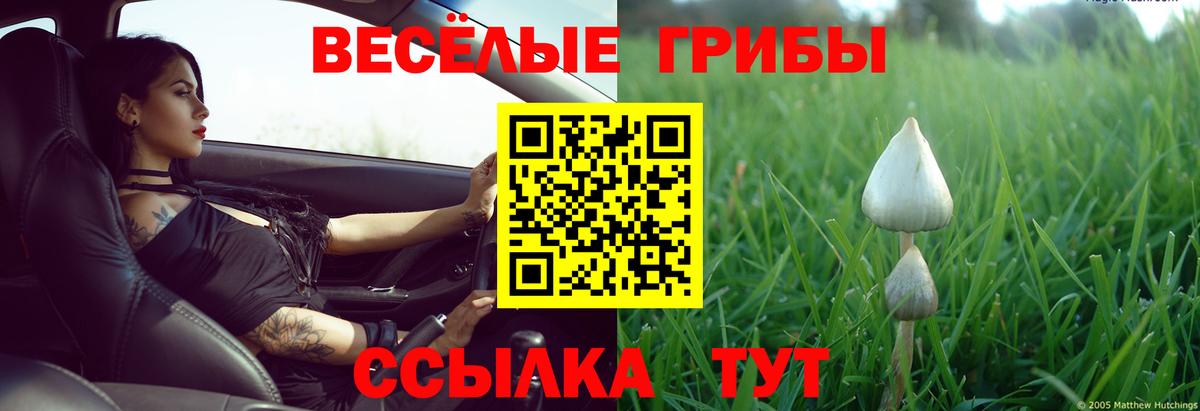 Губкинский  Галлюциногенные грибы Cubensis  Вход с VPN 
